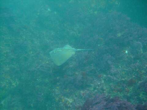 Image of Blue Stingray