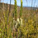 Image of Erica plukenetii subsp. bredensis E. G. H. Oliv. & I. M. Oliv.