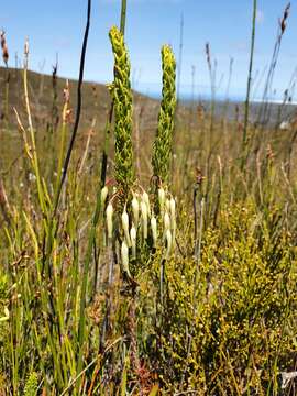 Erica plukenetii subsp. bredensis E. G. H. Oliv. & I. M. Oliv. resmi