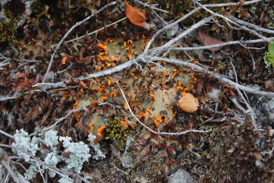 Image of chocolate chip lichen