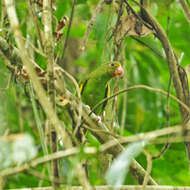 Image of Brotogeris cyanoptera beniensis Gyldenstolpe 1941