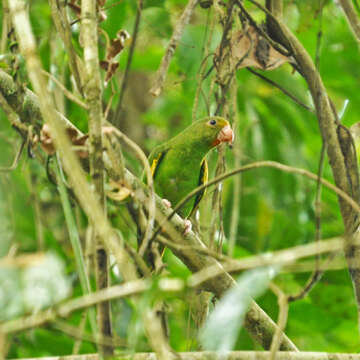 Image of Brotogeris cyanoptera beniensis Gyldenstolpe 1941