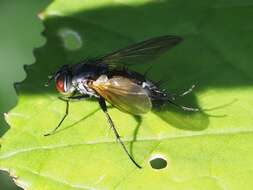 Atylostoma tricolor (Mik 1884)的圖片