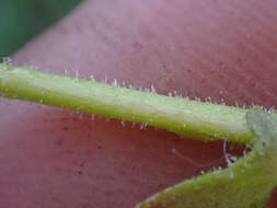 Imagem de Suksdorfia ranunculifolia (Hook.) Engl.