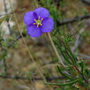 Image of Heliophila suavissima Burch. ex DC.