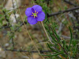 Image of Heliophila suavissima Burch. ex DC.