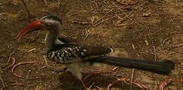 Image of Northern Red-billed Hornbill