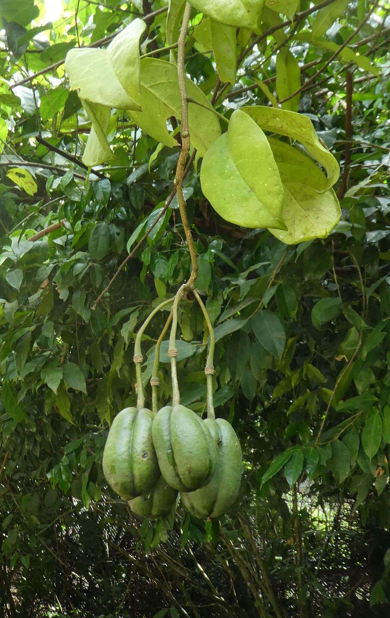 Image of Ritchiea capparoides (Andr.) Britten