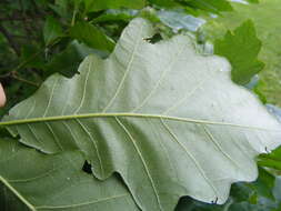 Imagem de Quercus bicolor Willd.