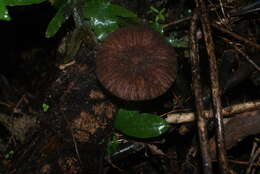 Image of Pluteus perroseus E. Horak 1983