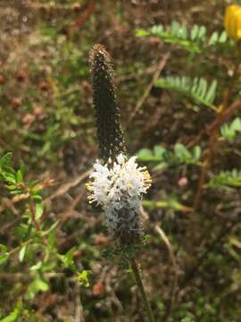 Image of slimspike prairie clover