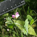 صورة Pisum sativum subsp. elatius (M. Bieb.) Asch. & Graebn.