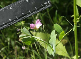 Image of wild pea