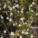 Image of Acrosanthes teretifolia Eckl. & Zeyh.