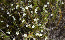 Image of Acrosanthes teretifolia Eckl. & Zeyh.