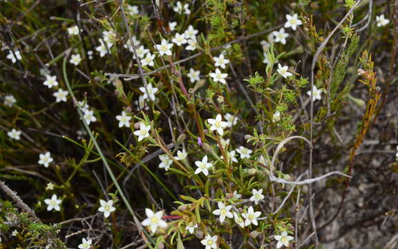 Image of Acrosanthes teretifolia Eckl. & Zeyh.