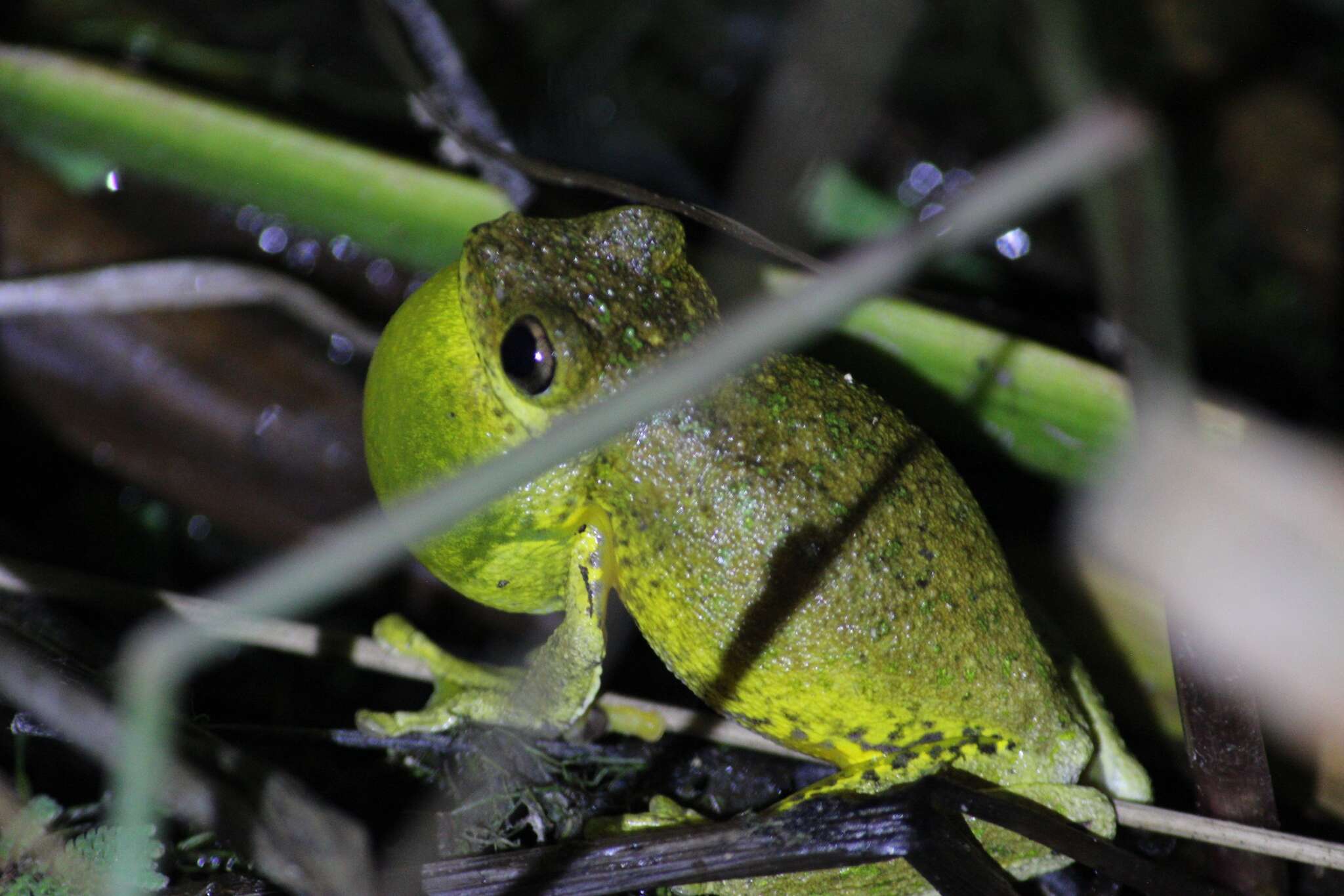 Image of Laughing Tree Frog