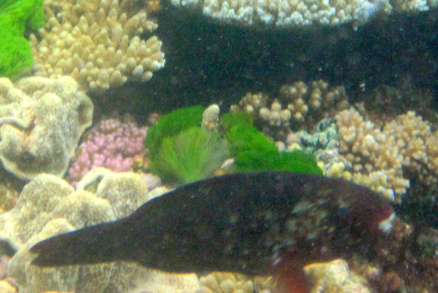 Image of Greensnout parrotfish