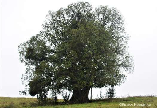 Image of Chilean Laurel