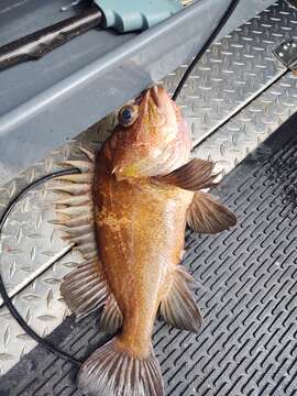 Image of Quillback rockfish