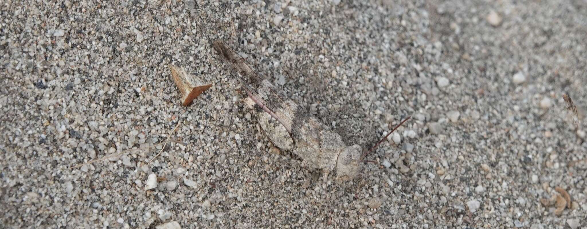 Trimerotropis californica Bruner & L. 1889 resmi