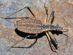 Image of Oncocephalus acutangulus Reuter 1882