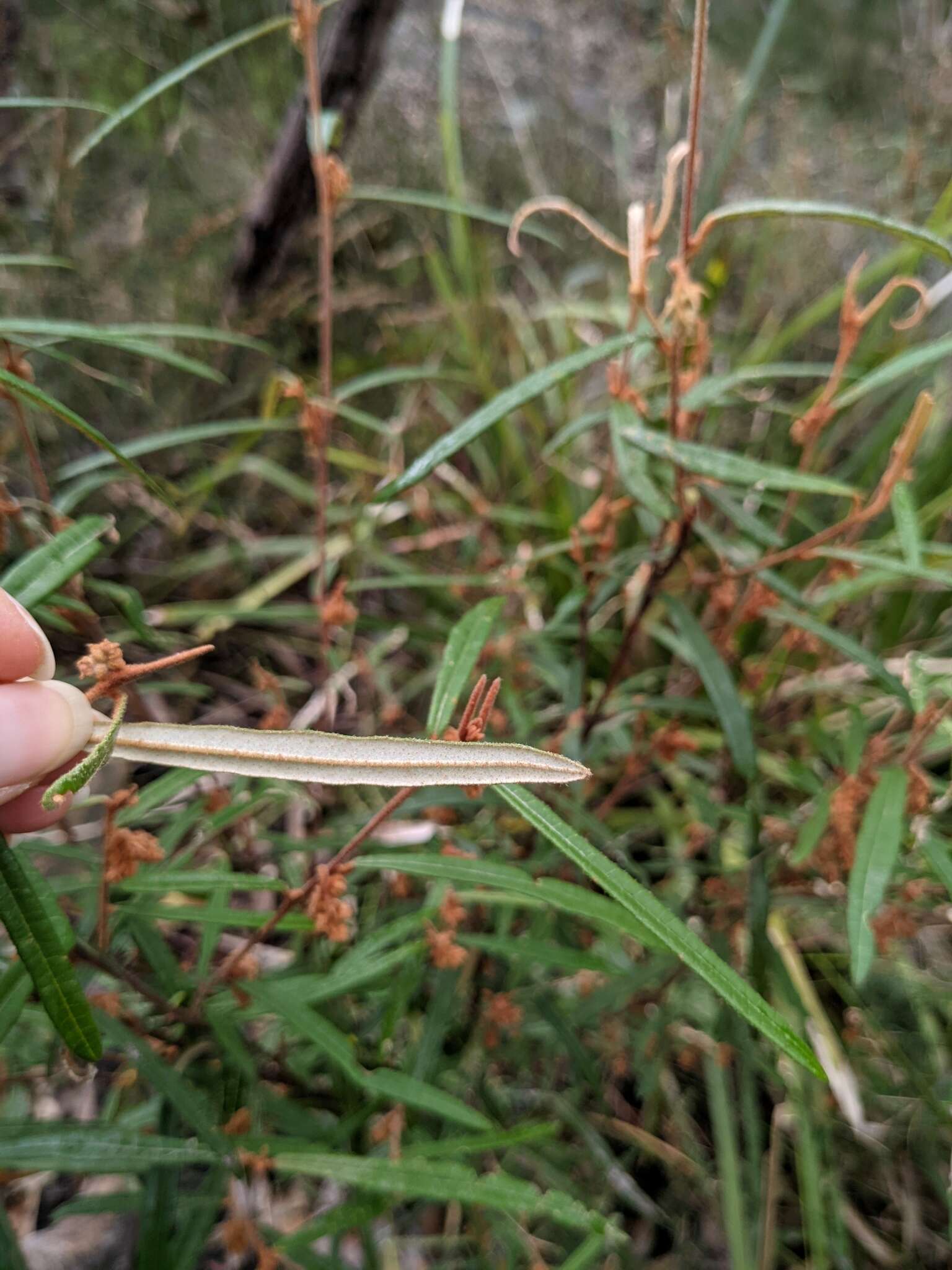 Image of Lasiopetalum ferrugineum Sm.