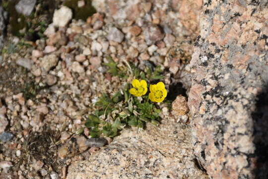 Sivun Saxifraga chrysantha A. Gray kuva