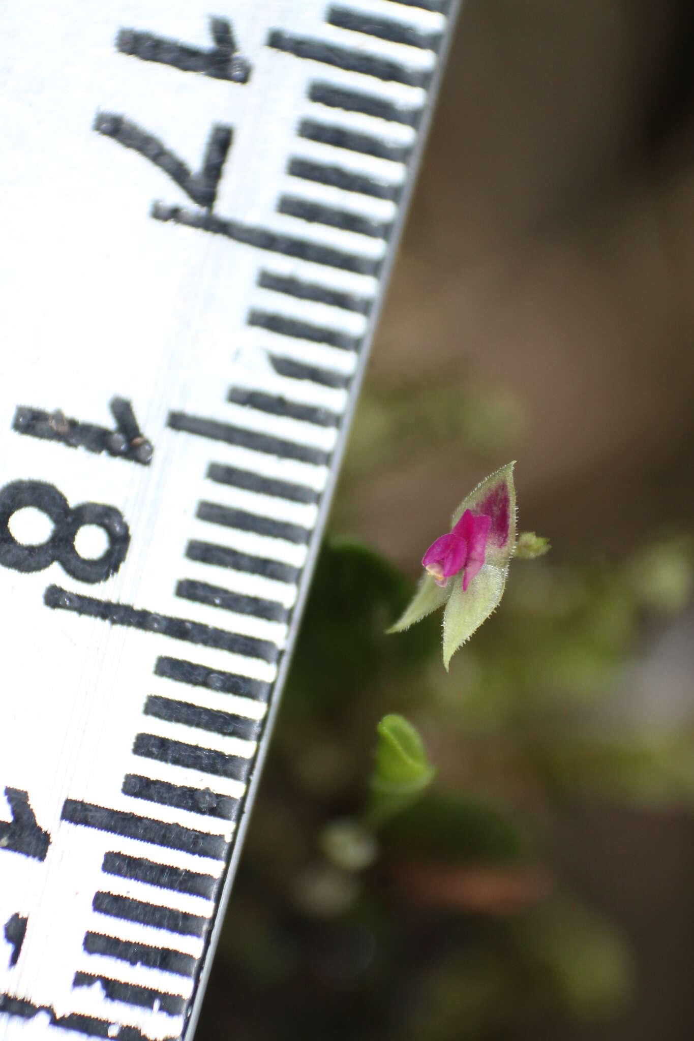 Image of Lepanthes acarina Luer