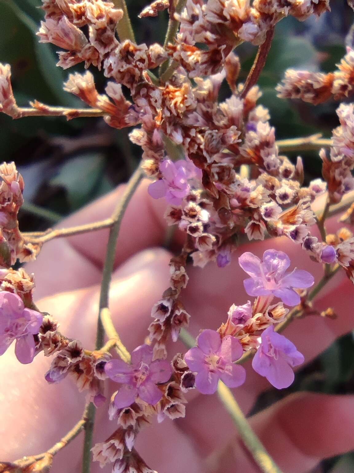 Limonium narbonense Miller resmi