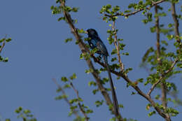 Image of Steel-blue Whydah