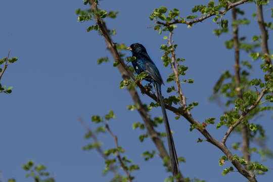 صورة Vidua hypocherina Verreaux, J, Verreaux & E 1856