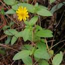 Image of Melampodium montanum Benth.