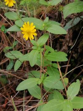 Image of Melampodium montanum Benth.