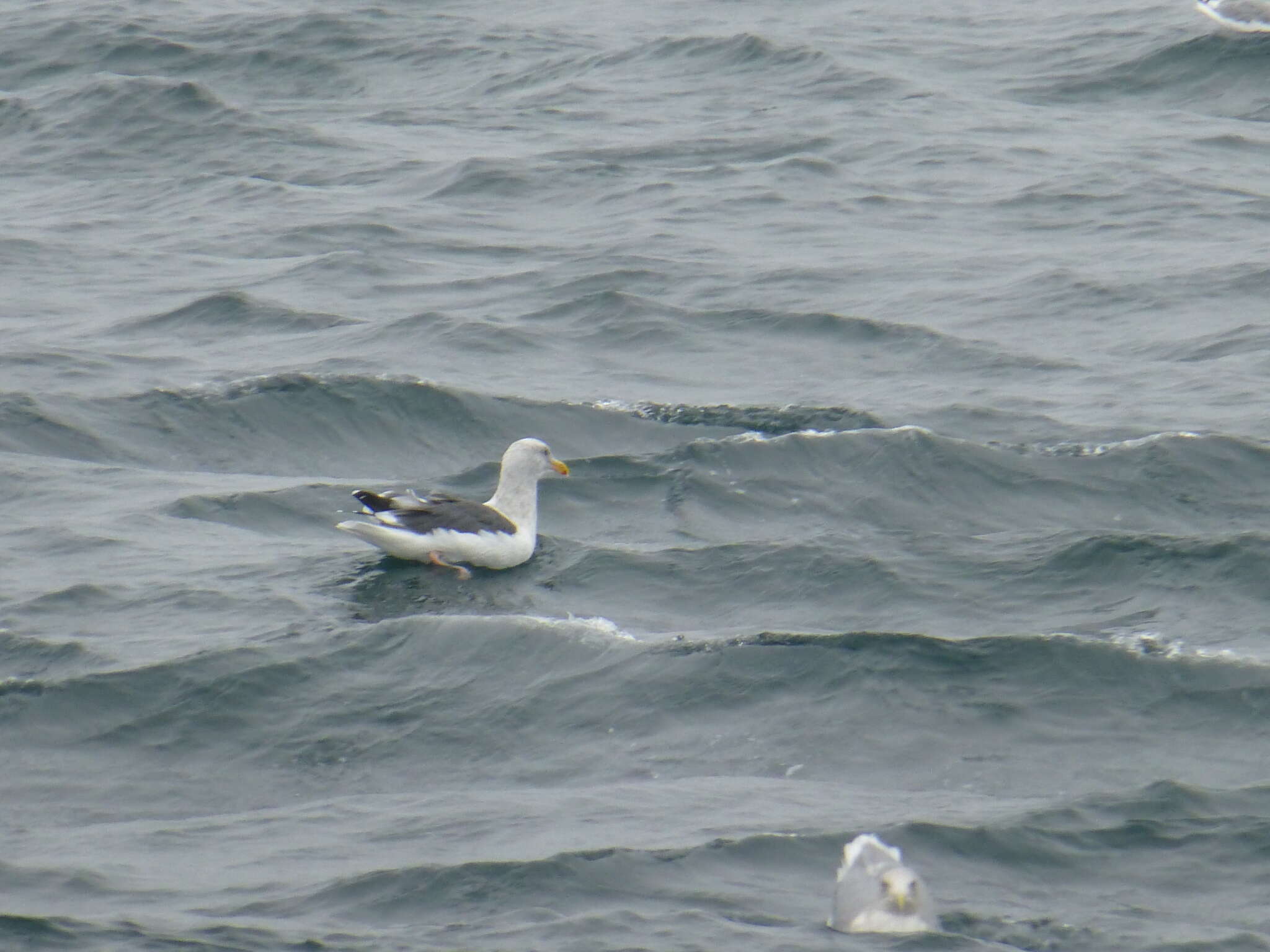 Image of Larus occidentalis occidentalis Audubon 1839