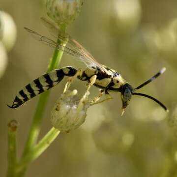 Слика од Myzinum frontalis (Cresson 1875)