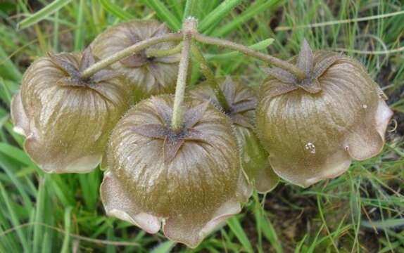 صورة Pachycarpus campanulatus (Harv.) N. E. Br.