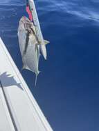 Image of Almaco Amberjack