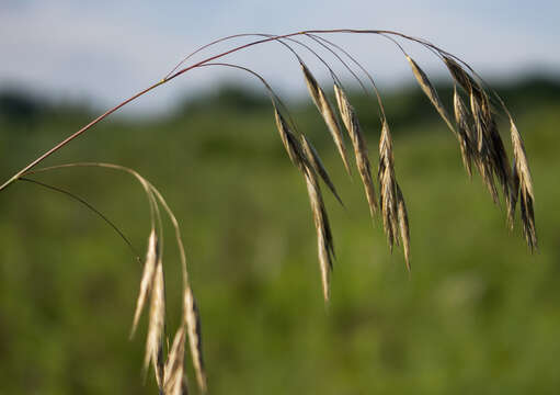 Image of arctic brome