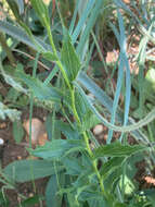 Image of Afroaster peglerae (Bolus) J. C. Manning & Goldblatt