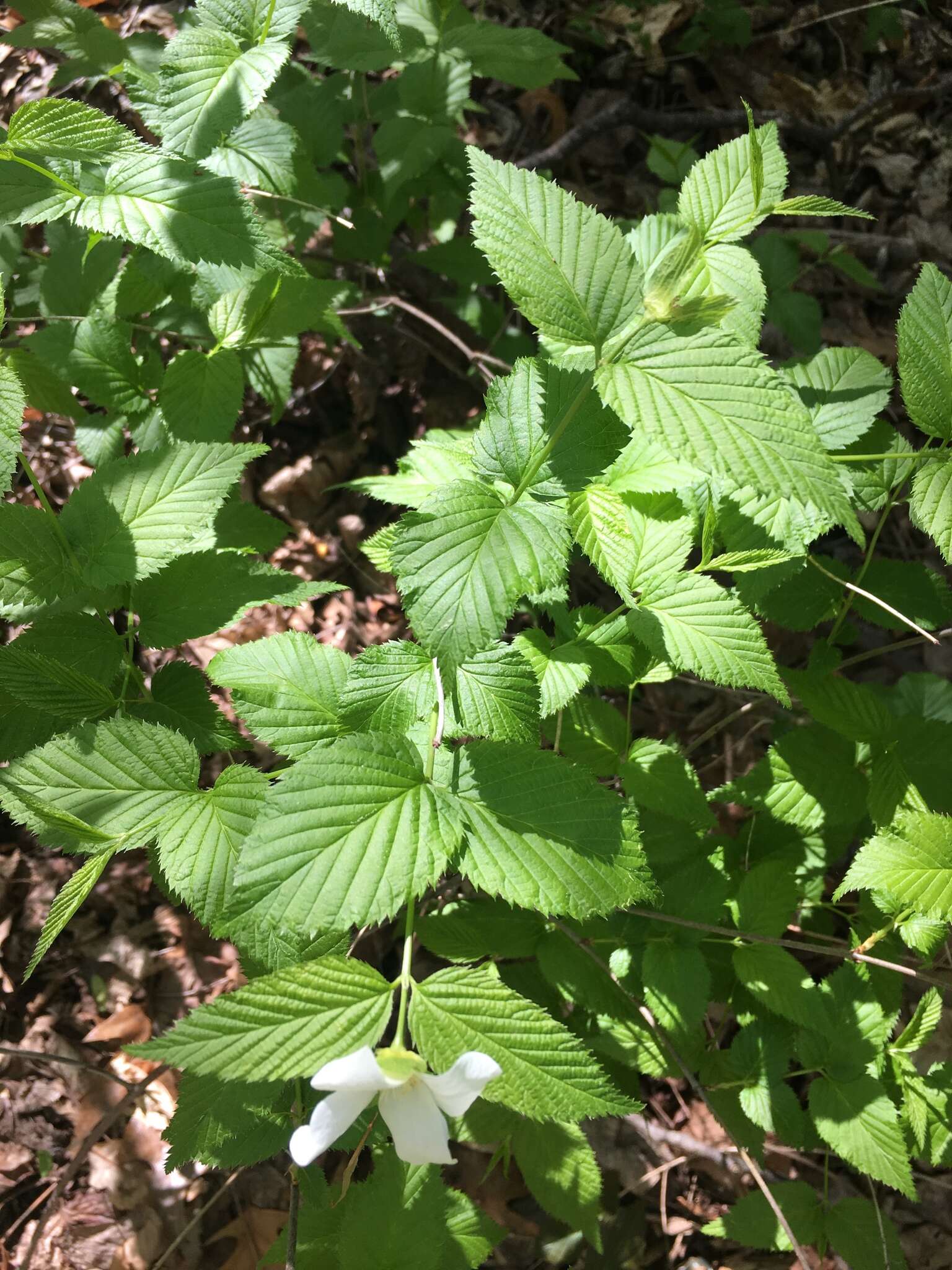 Rhodotypos的圖片