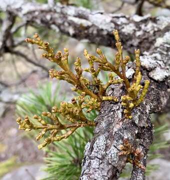 Image of hemlock dwarf mistletoe