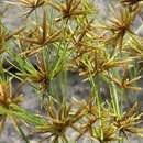 Слика од Cyperus amabilis Vahl