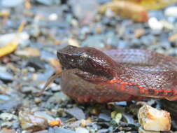 Image of Bothrocophias myersi Gutberlet & Campbell 2001