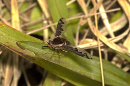 Image of Bombyliini