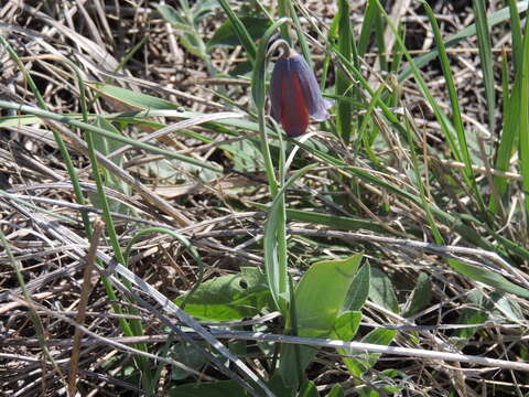 Image of Fritillaria caucasica Adam