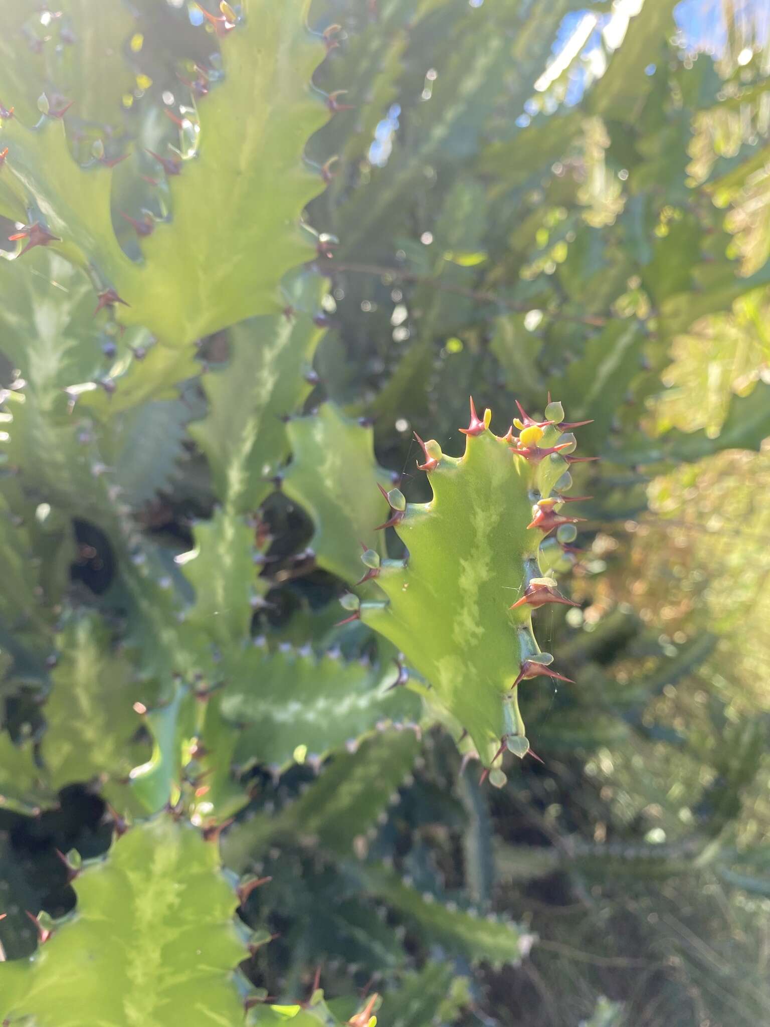 Euphorbia lactea Haw. resmi