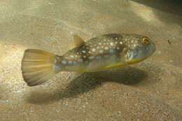 Image of Gangetic pufferfish