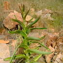 Image of Kalanchoe brachyloba Welw. ex Oliver