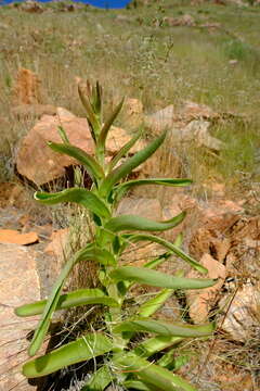 Image of Kalanchoe brachyloba Welw. ex Oliver